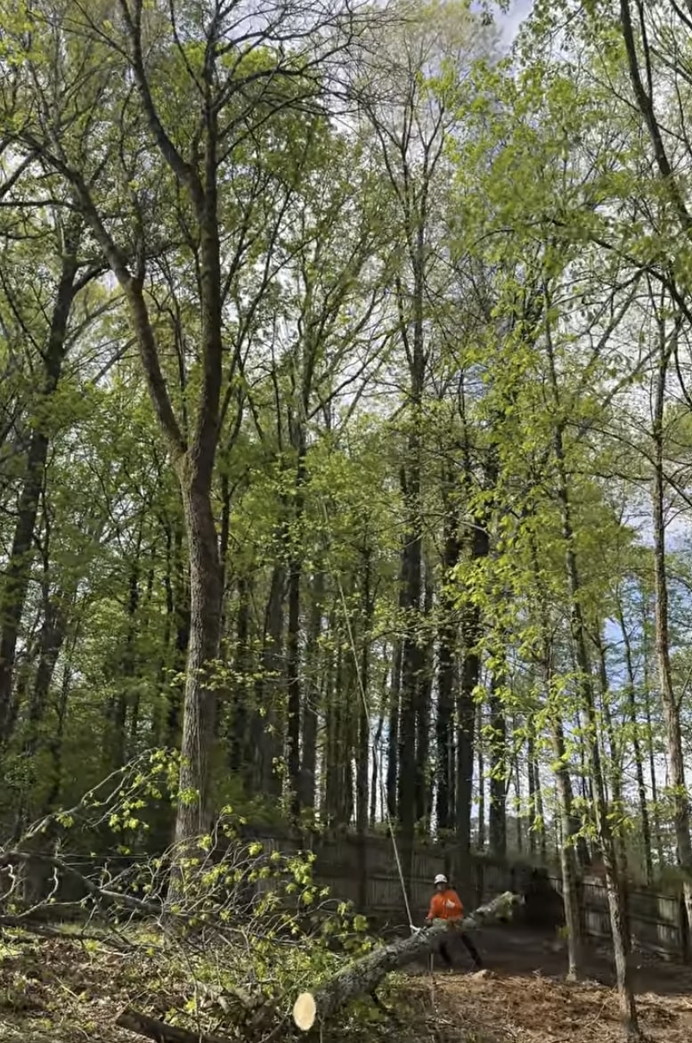 Hazardous & Large Tree Removal in Tooele, UT